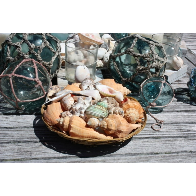 Seashell Baskets Assortment - Medium - Seashell Decor