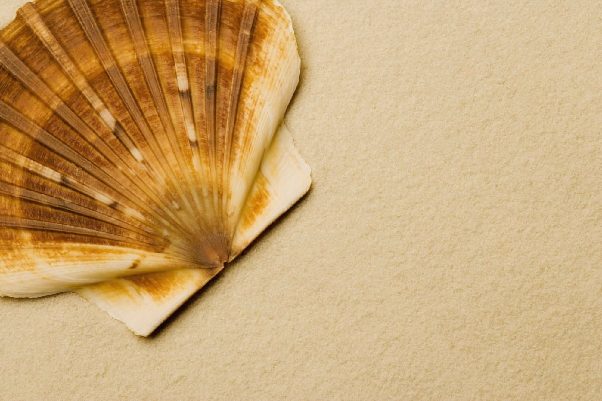 Seashell Canvas Art - Darren Greenwood Design Pics (18 x 12)
