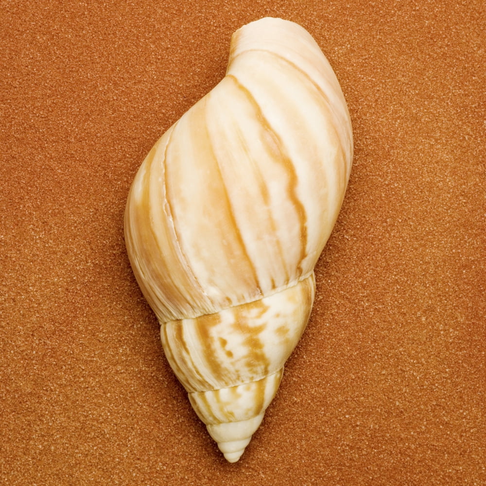 Seashell Canvas Art - Darren Greenwood Design Pics (24 x 24)