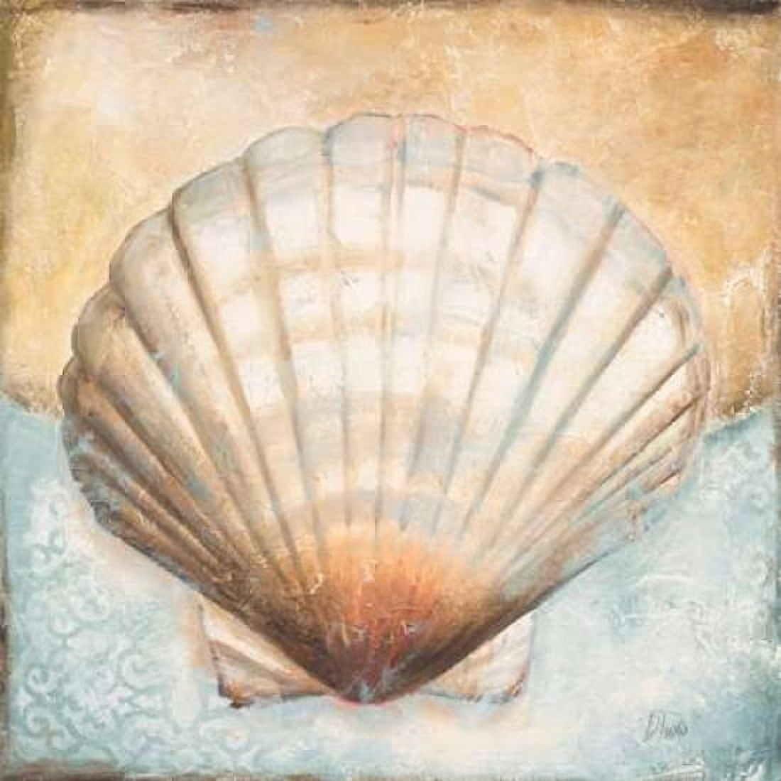 Seashell Collection III Canvas Art - Patricia Pinto (24 x 24)