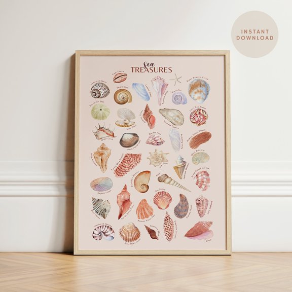 Seashell Collection Identification Wall Art Print