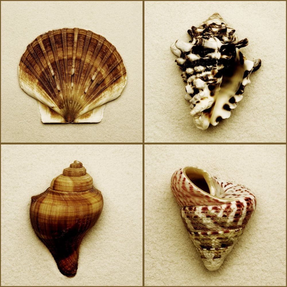 Seashell Composite Canvas Art - Darren Greenwood Design Pics (15 x 15)