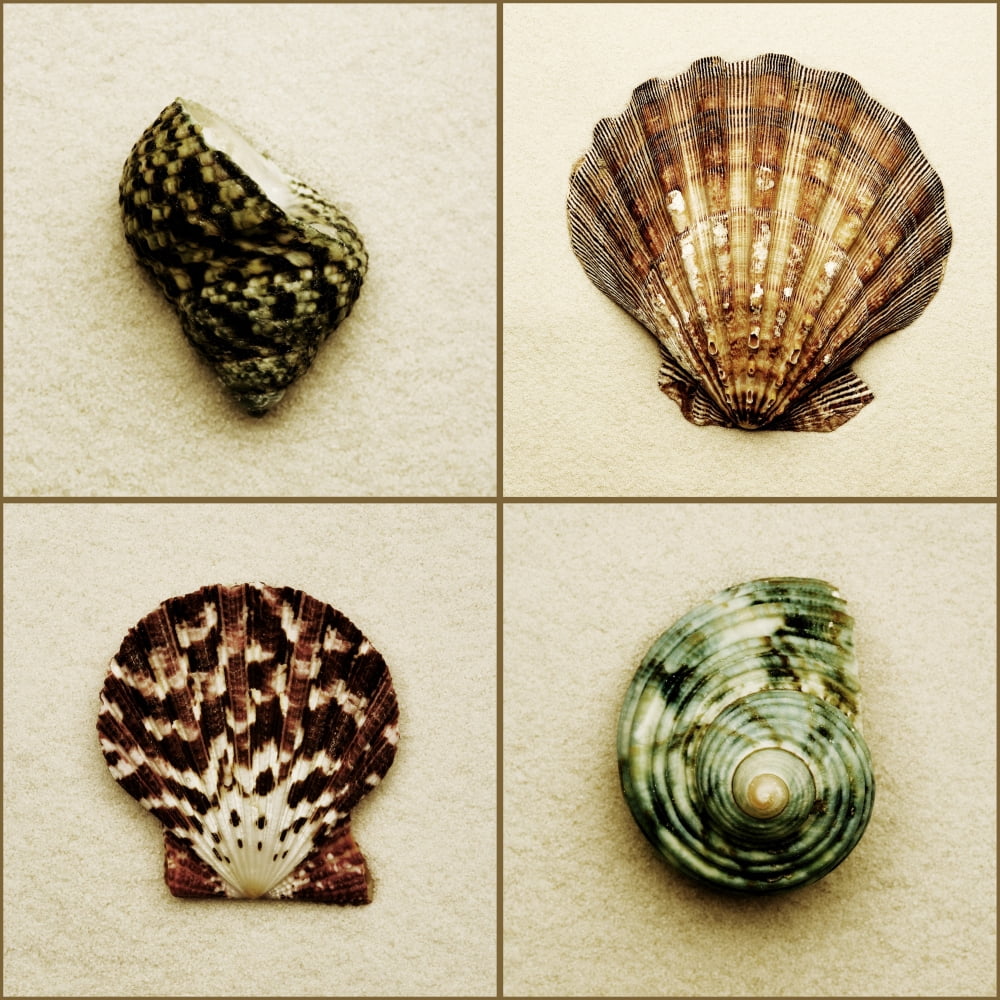 Seashell Composite Canvas Art - Darren Greenwood Design Pics (15 x 15)