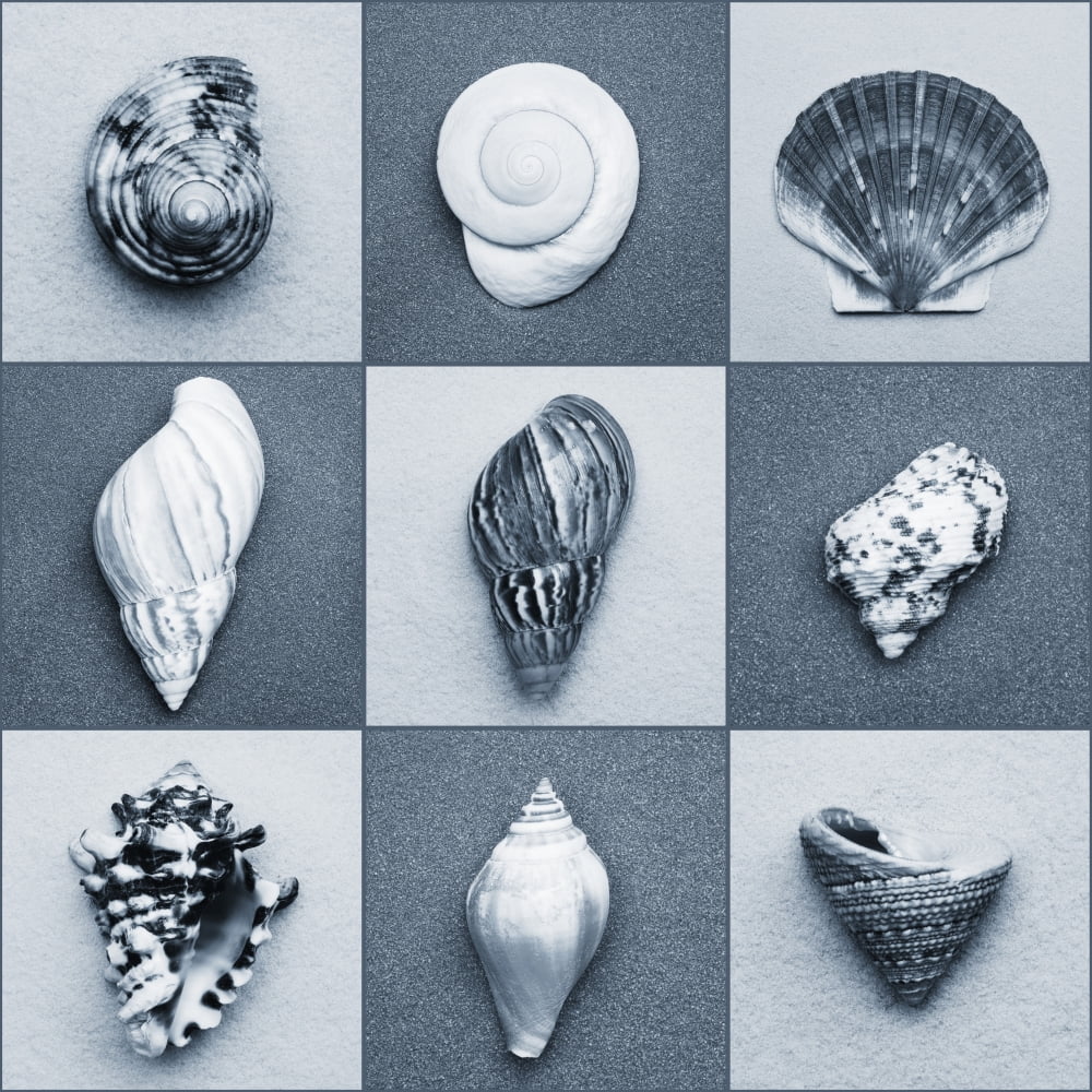 Seashell Composite Canvas Art - Darren Greenwood Design Pics (15 x 15)
