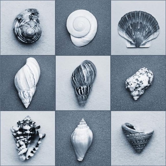 Seashell Composite Poster Print by Darren Greenwood - 15 x 15