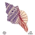 thumbnail image 1 of Seashell Conch Colorful - 12" Vinyl Sticker Waterproof Decal, 1 of 1