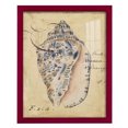 thumbnail image 1 of Seashell Ephemera I - Framed Print w/glass - Cherry Red, 1 of 7