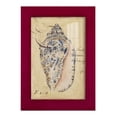 thumbnail image 1 of Seashell Ephemera I - Framed Print w/glass - Cherry Red, 1 of 8