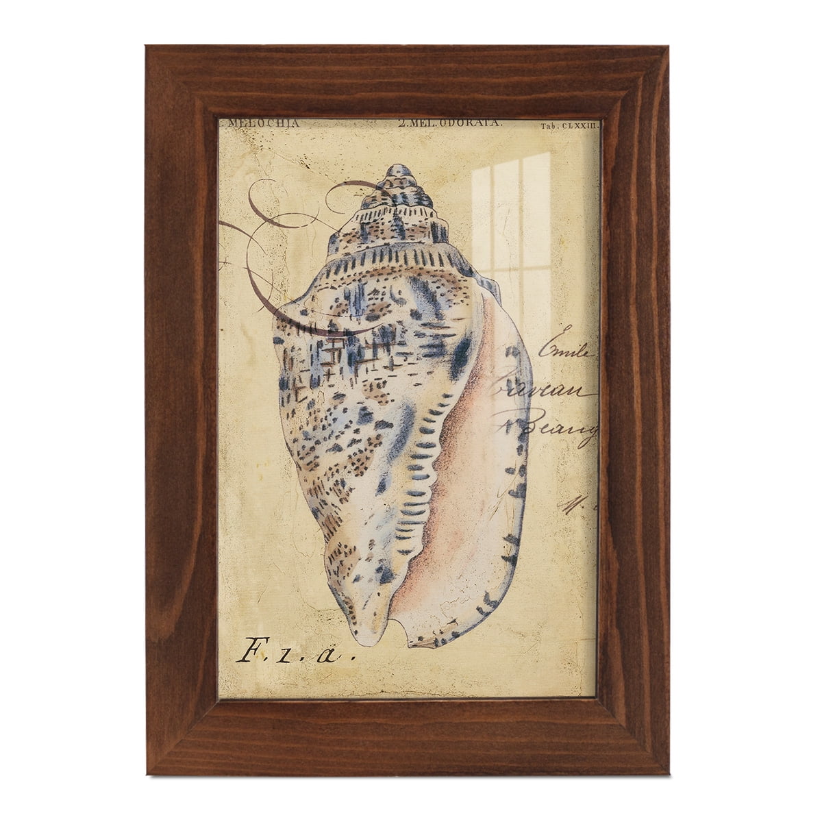 Seashell Ephemera I - Framed Print w/glass - Chestnut