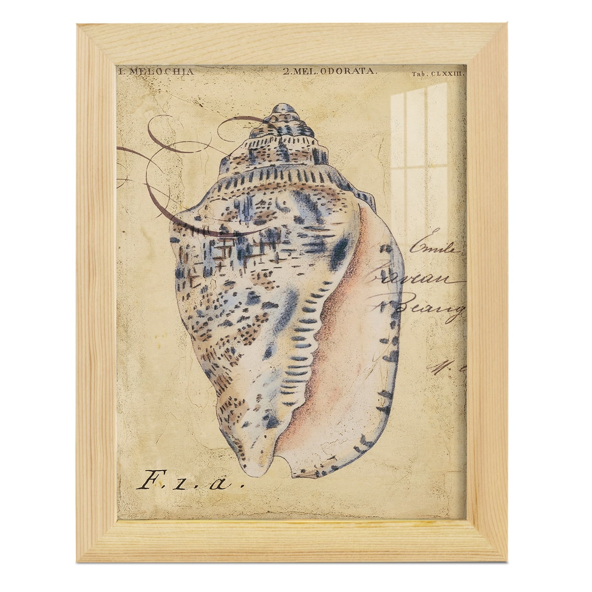 Seashell Ephemera I - Framed Print w/glass - Natural Wood