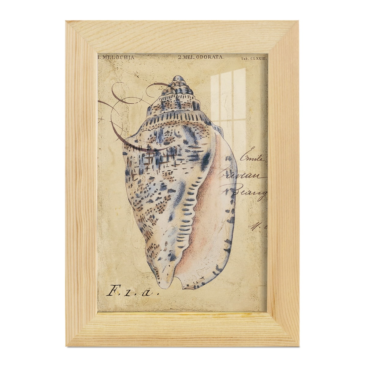 Seashell Ephemera I - Framed Print w/glass - Natural Wood