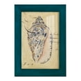 thumbnail image 1 of Seashell Ephemera I - Framed Print w/glass - Ocean Blue, 1 of 8