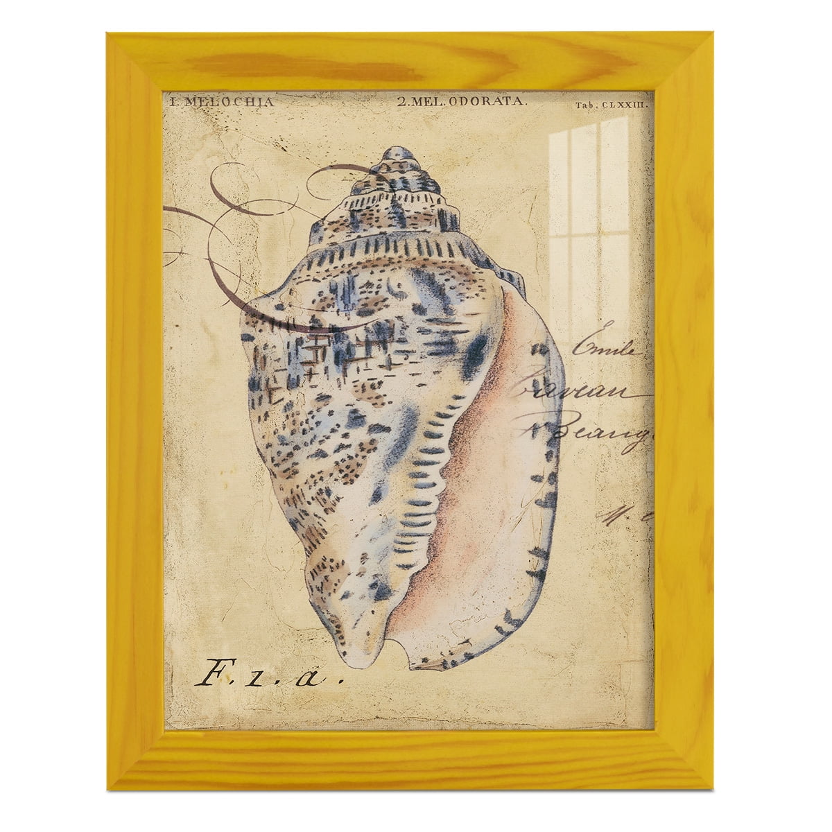 Seashell Ephemera I - Framed Print w/glass - Sunflower Yellow