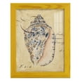 thumbnail image 1 of Seashell Ephemera I - Framed Print w/glass - Sunflower Yellow, 1 of 7