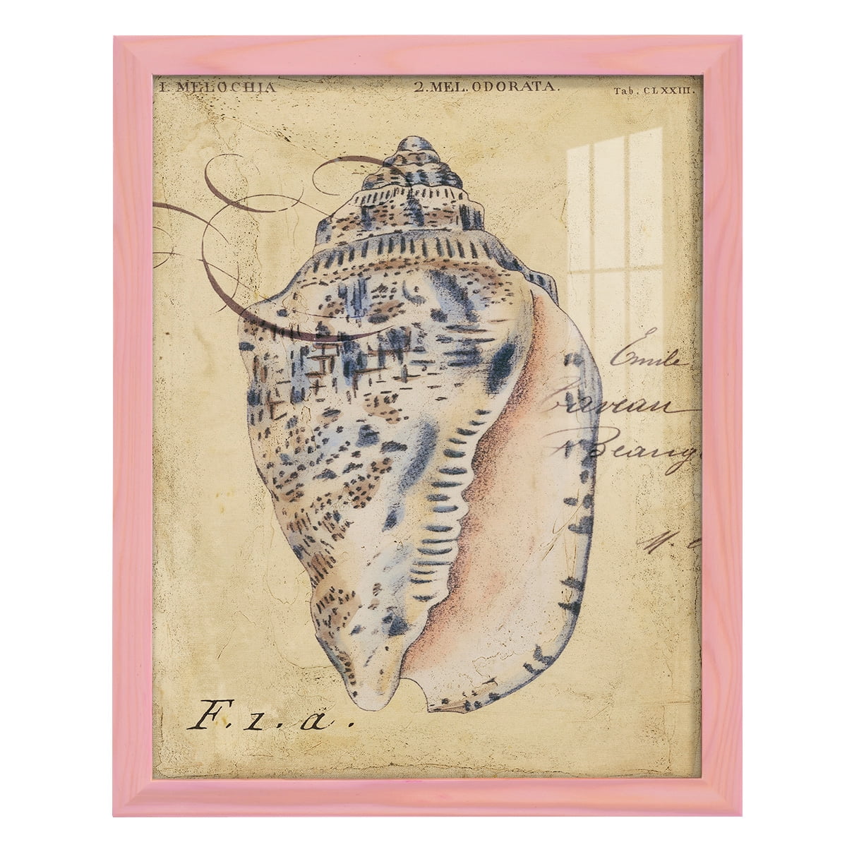 Seashell Ephemera I - Framed Print w/glass - Sunset Pink