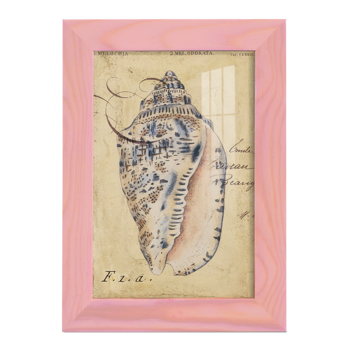 Seashell Ephemera I - Framed Print w/glass - Sunset Pink