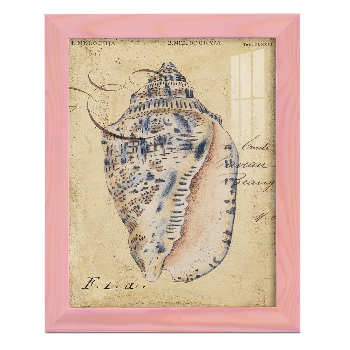 Seashell Ephemera I - Framed Print w/glass - Sunset Pink