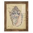 thumbnail image 1 of Seashell Ephemera I - Framed Print w/glass - Walnut, 1 of 7