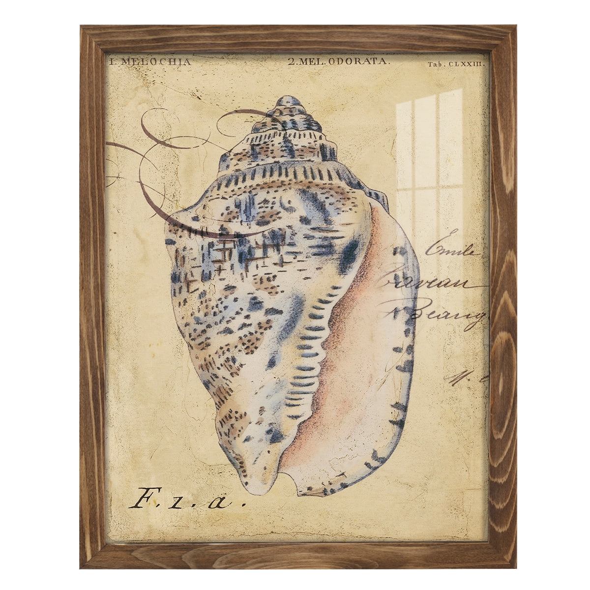Seashell Ephemera I - Framed Print w/glass - Walnut