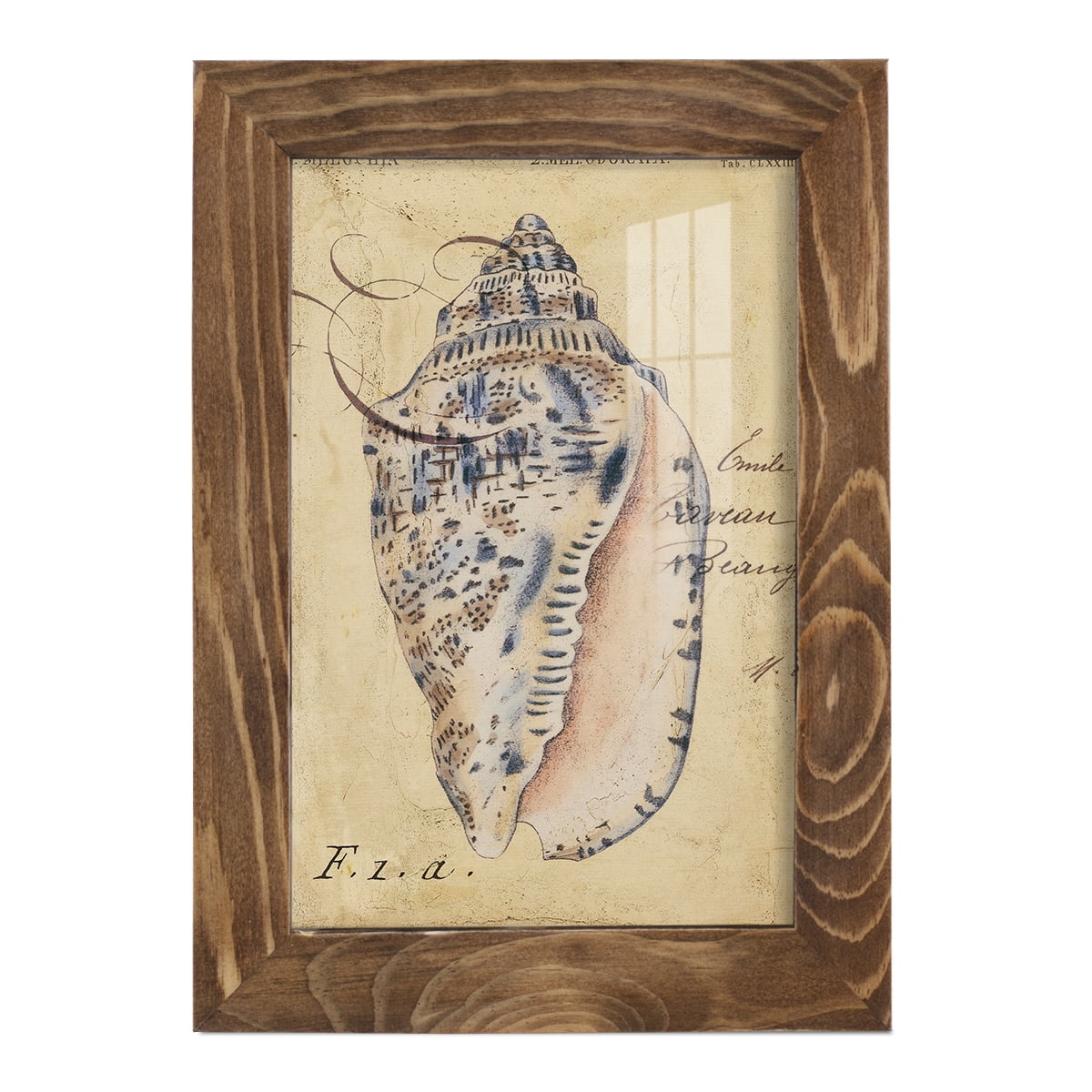 Seashell Ephemera I - Framed Print w/glass - Walnut