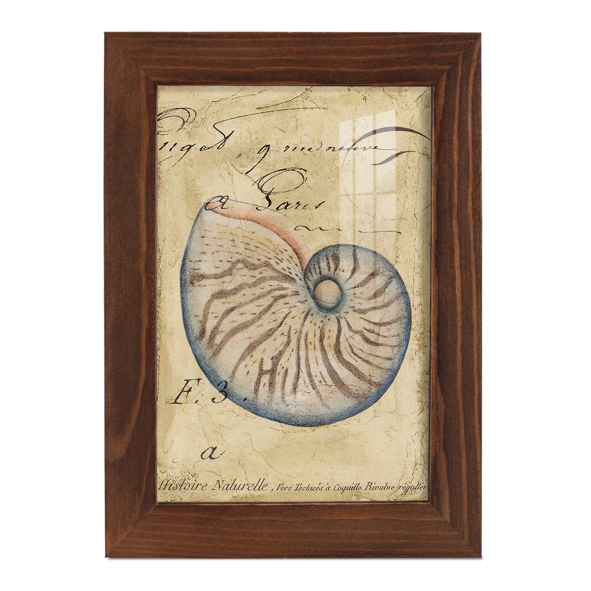 Seashell Ephemera II - Framed Print w/glass - Chestnut