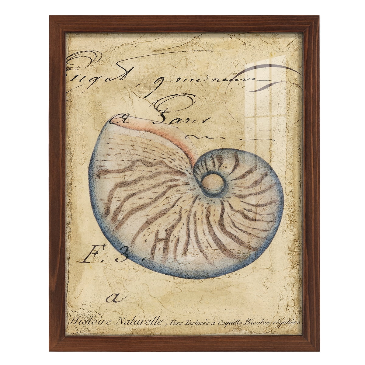 Seashell Ephemera II - Framed Print w/glass - Chestnut