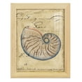 thumbnail image 1 of Seashell Ephemera II - Framed Print w/glass - Natural Wood, 1 of 7