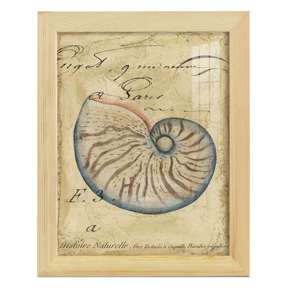 Seashell Ephemera II - Framed Print w/glass - Natural Wood