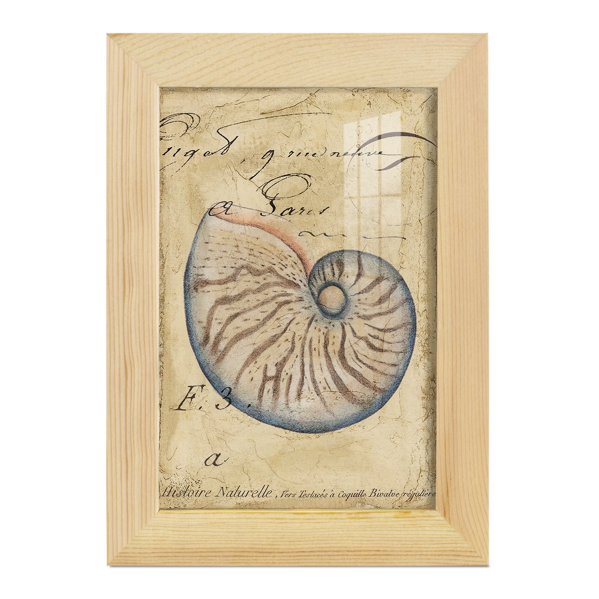 Seashell Ephemera II - Framed Print w/glass - Natural Wood
