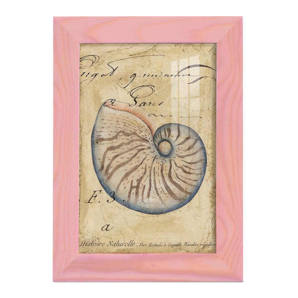 Seashell Ephemera II - Framed Print w/glass - Sunset Pink