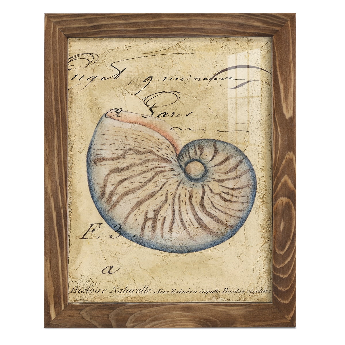 Seashell Ephemera II - Framed Print w/glass - Walnut
