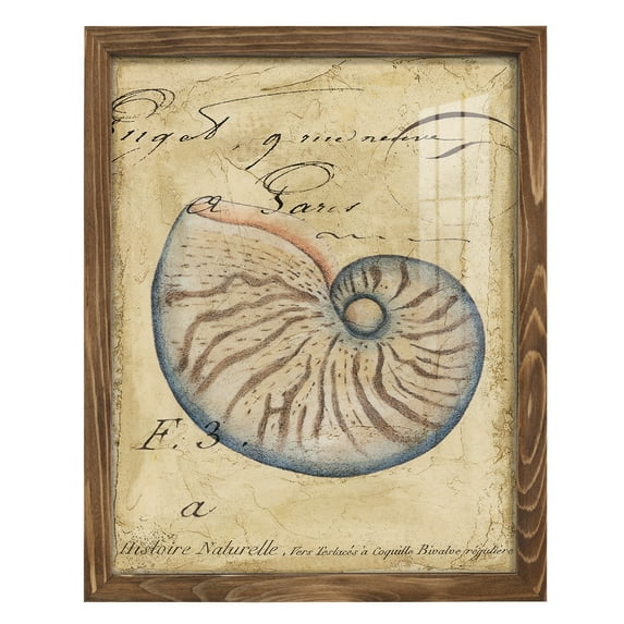 Seashell Ephemera II - Framed Print w/glass - Walnut
