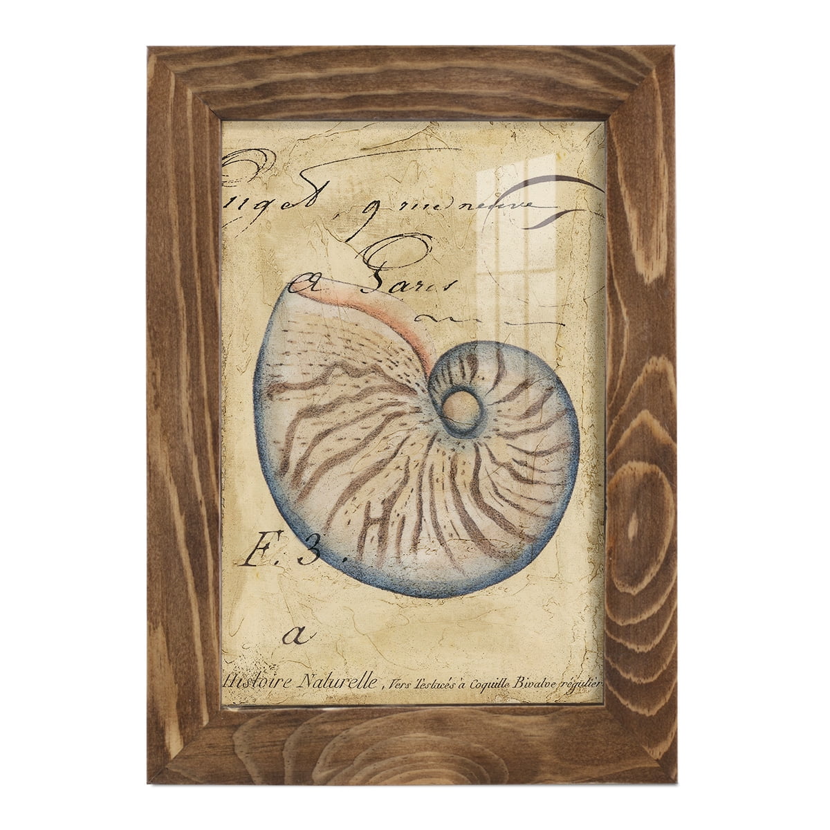 Seashell Ephemera II - Framed Print w/glass - Walnut