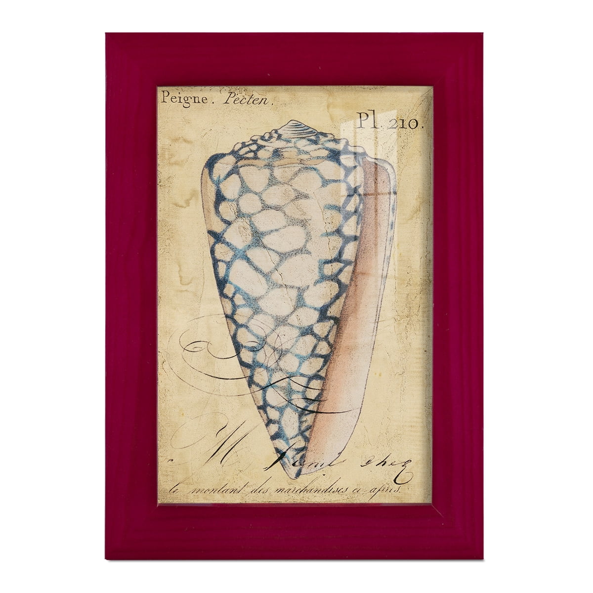 Seashell Ephemera IV - Framed Print w/glass - Cherry Red