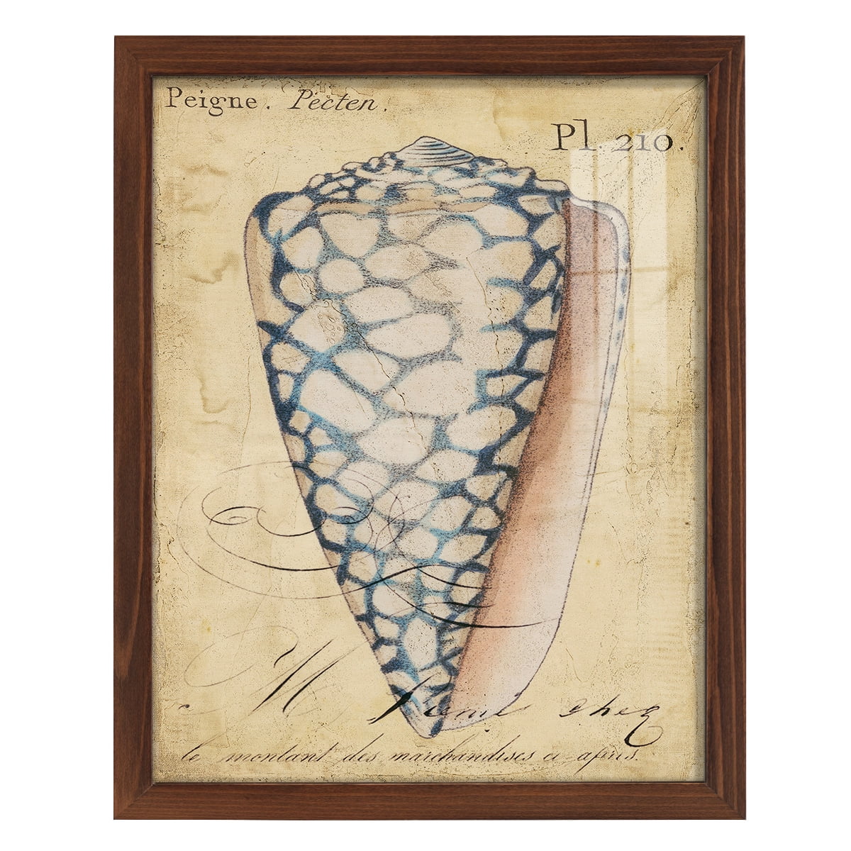 Seashell Ephemera IV - Framed Print w/glass - Chestnut