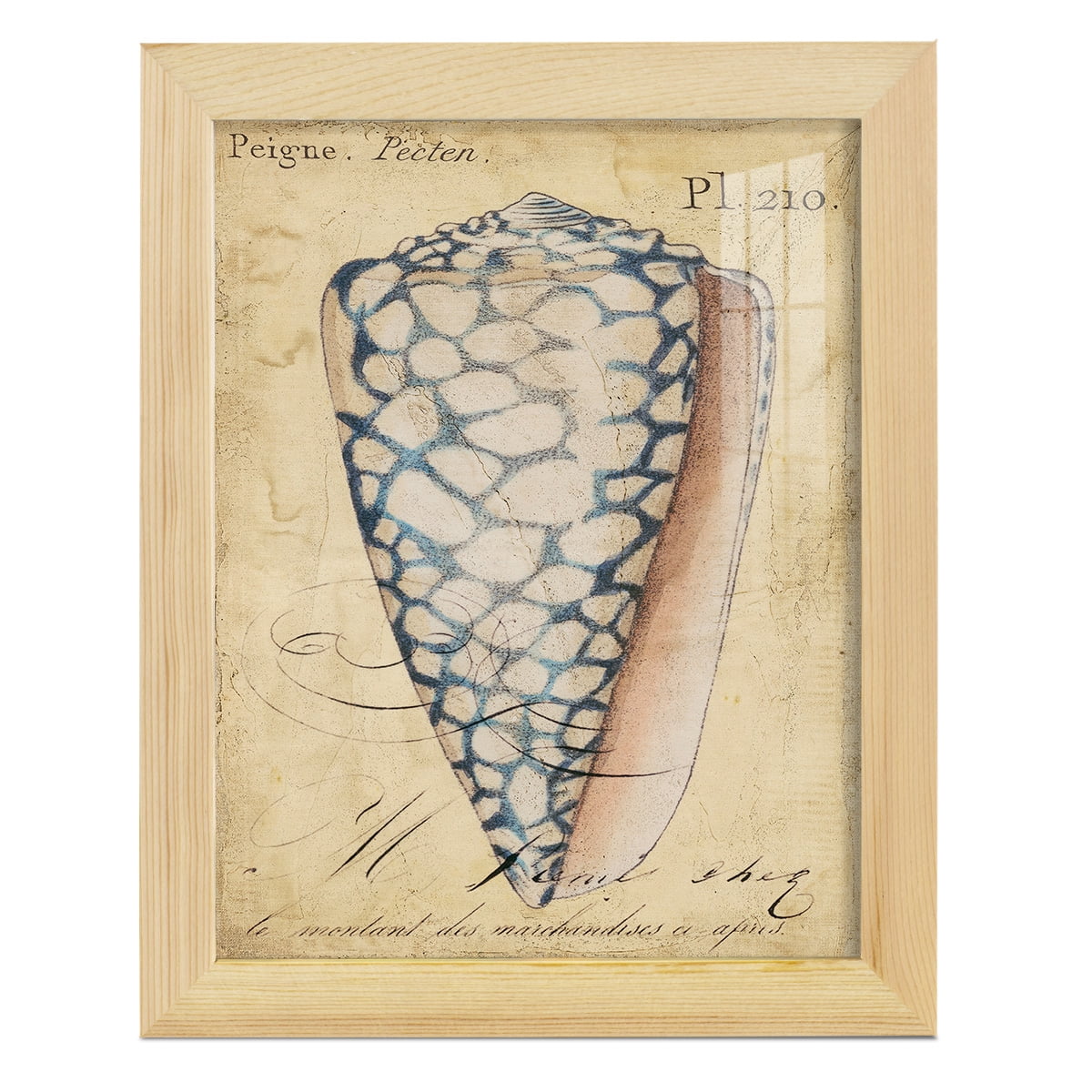 Seashell Ephemera IV - Framed Print w/glass - Natural Wood