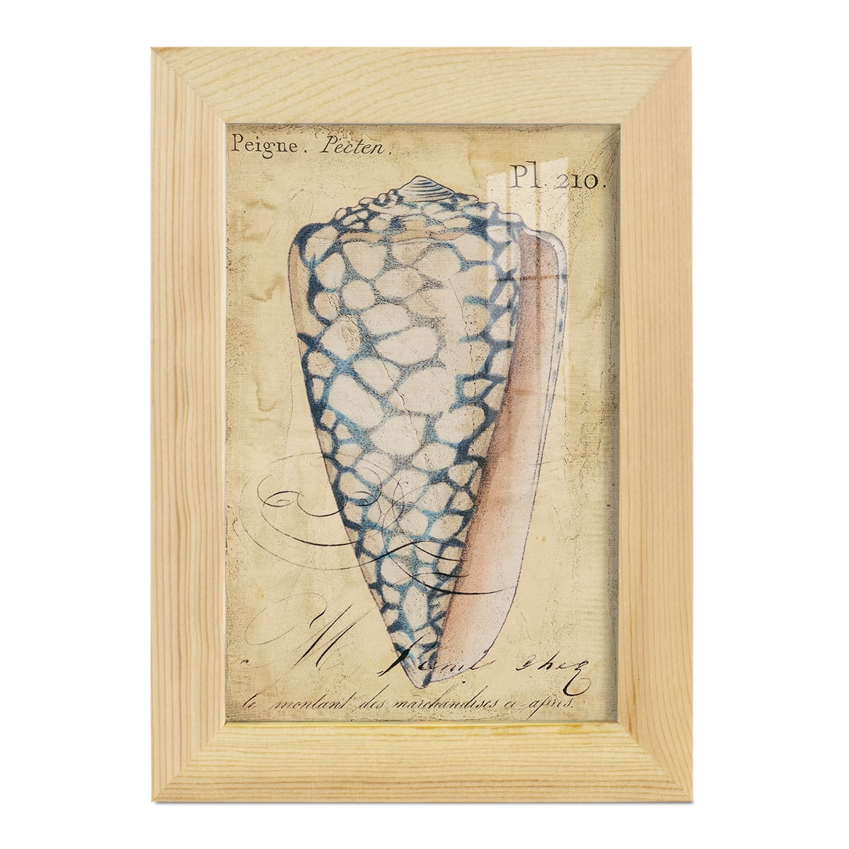 Seashell Ephemera IV - Framed Print w/glass - Natural Wood