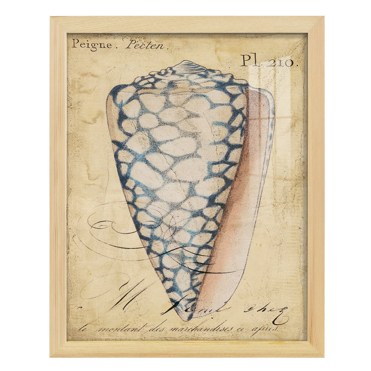 Seashell Ephemera IV - Framed Print w/glass - Natural Wood