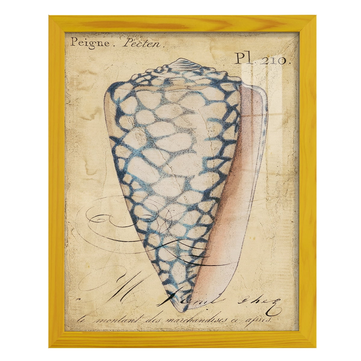 Seashell Ephemera IV - Framed Print w/glass - Sunflower Yellow