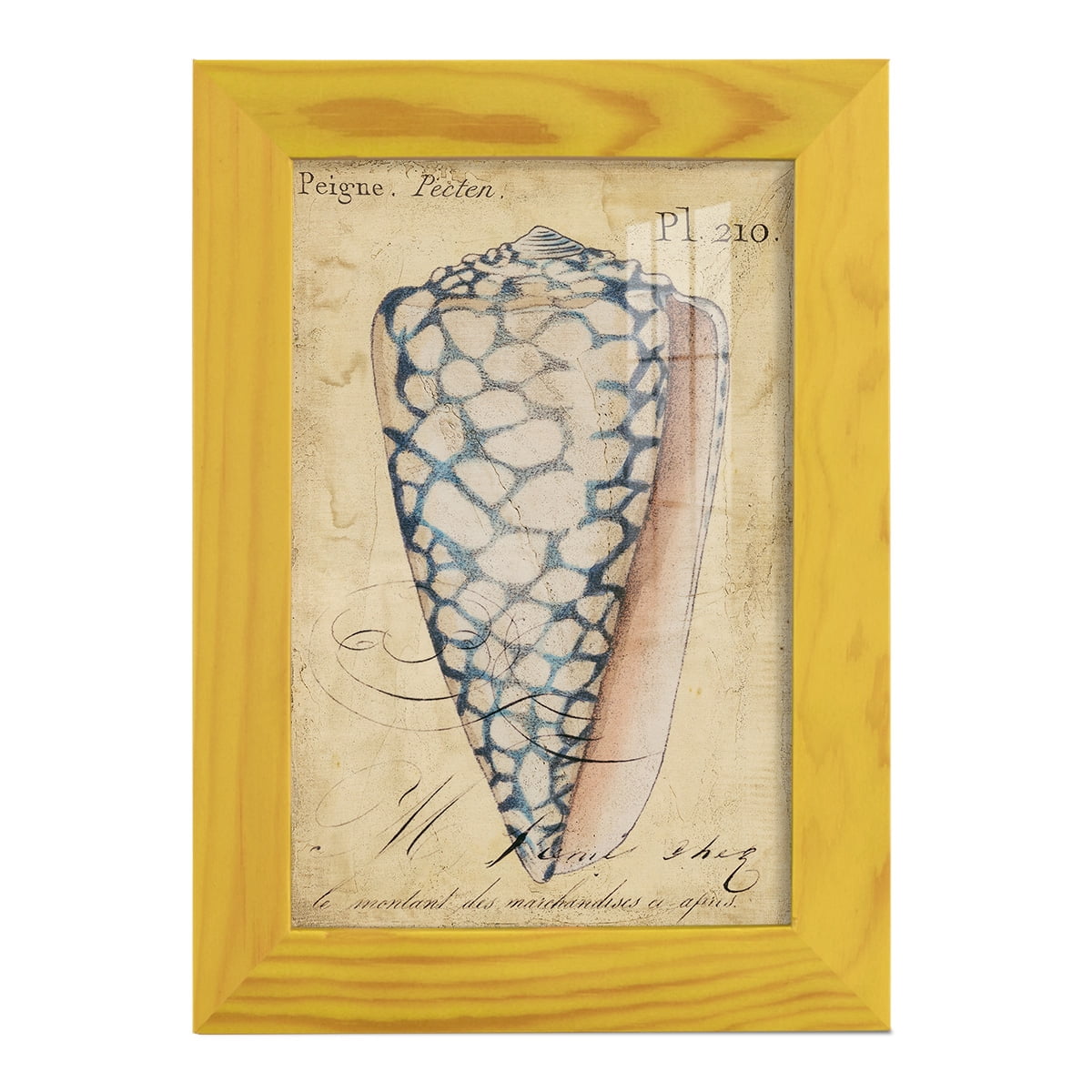 Seashell Ephemera IV - Framed Print w/glass - Sunflower Yellow