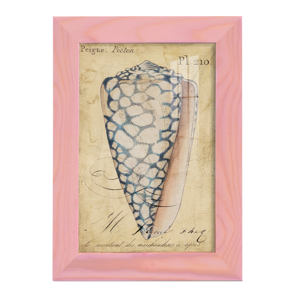 Seashell Ephemera IV - Framed Print w/glass - Sunset Pink