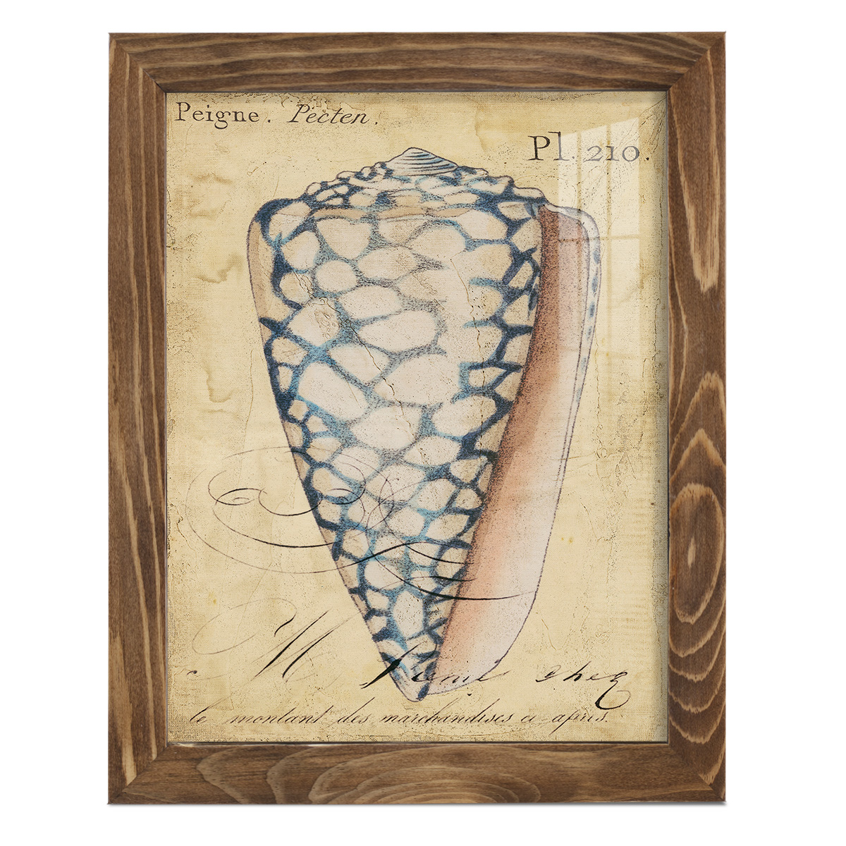 Seashell Ephemera IV - Framed Print w/glass - Walnut