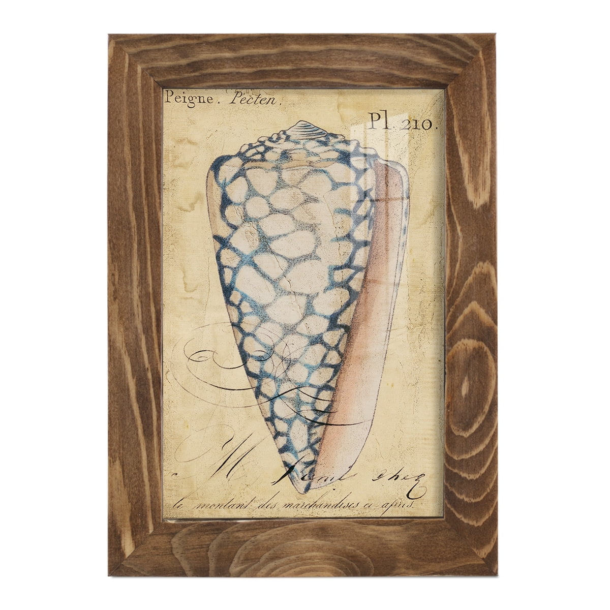 Seashell Ephemera IV - Framed Print w/glass - Walnut