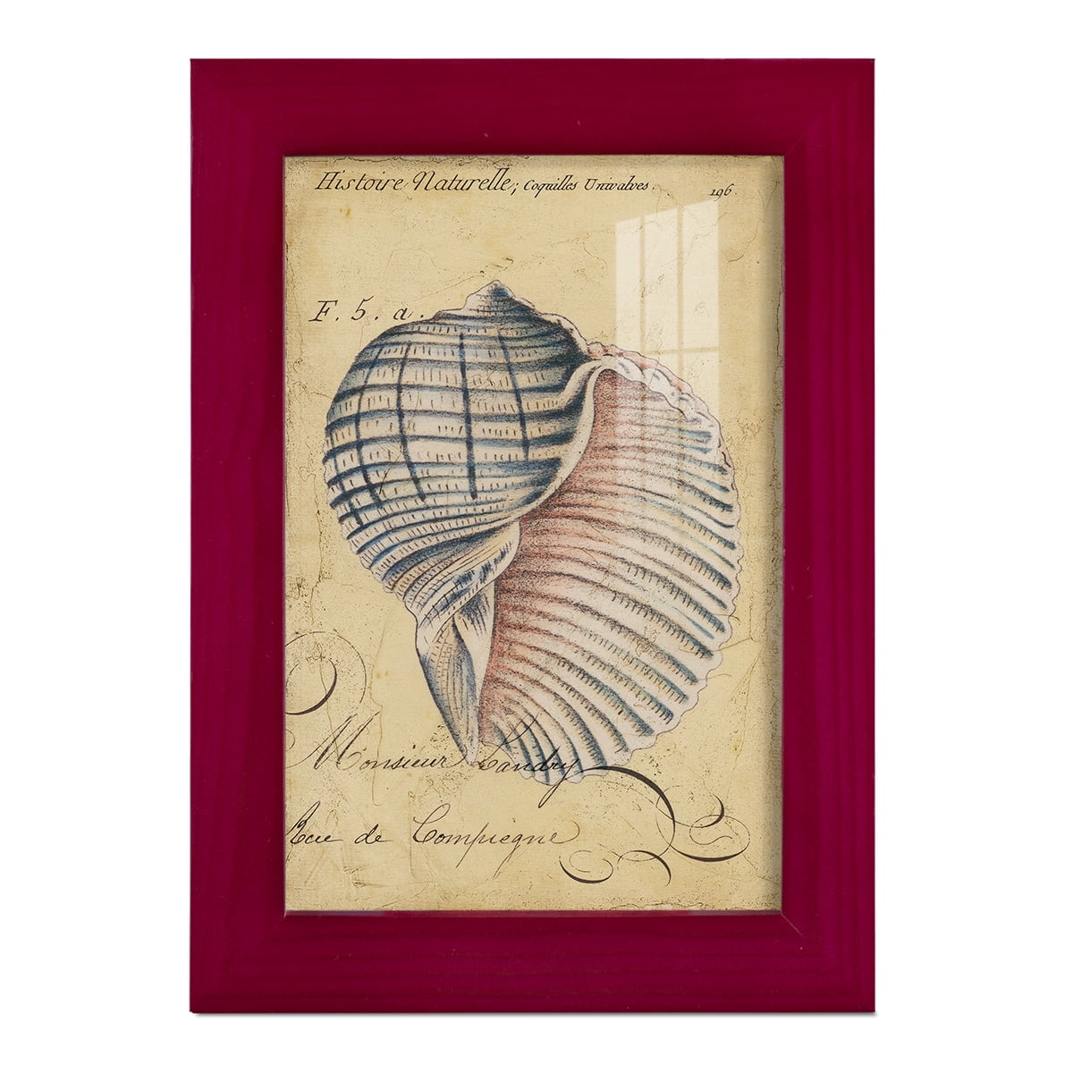 Seashell Ephemera V - Framed Print w/glass - Cherry Red
