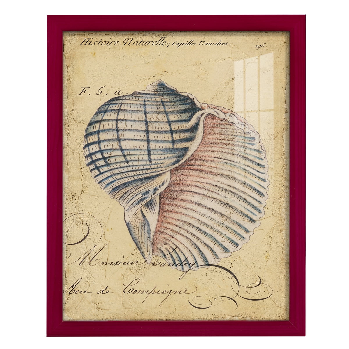 Seashell Ephemera V - Framed Print w/glass - Cherry Red