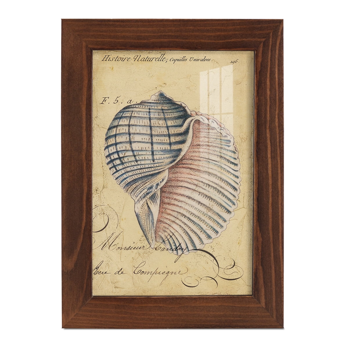 Seashell Ephemera V - Framed Print w/glass - Chestnut