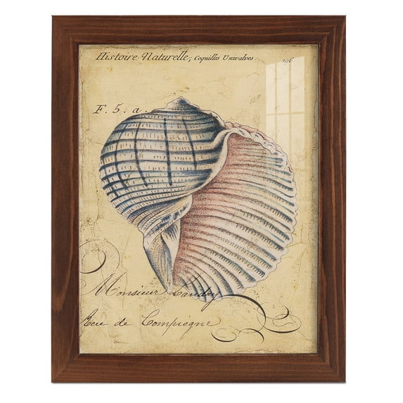 Seashell Ephemera V - Framed Print w/glass - Chestnut