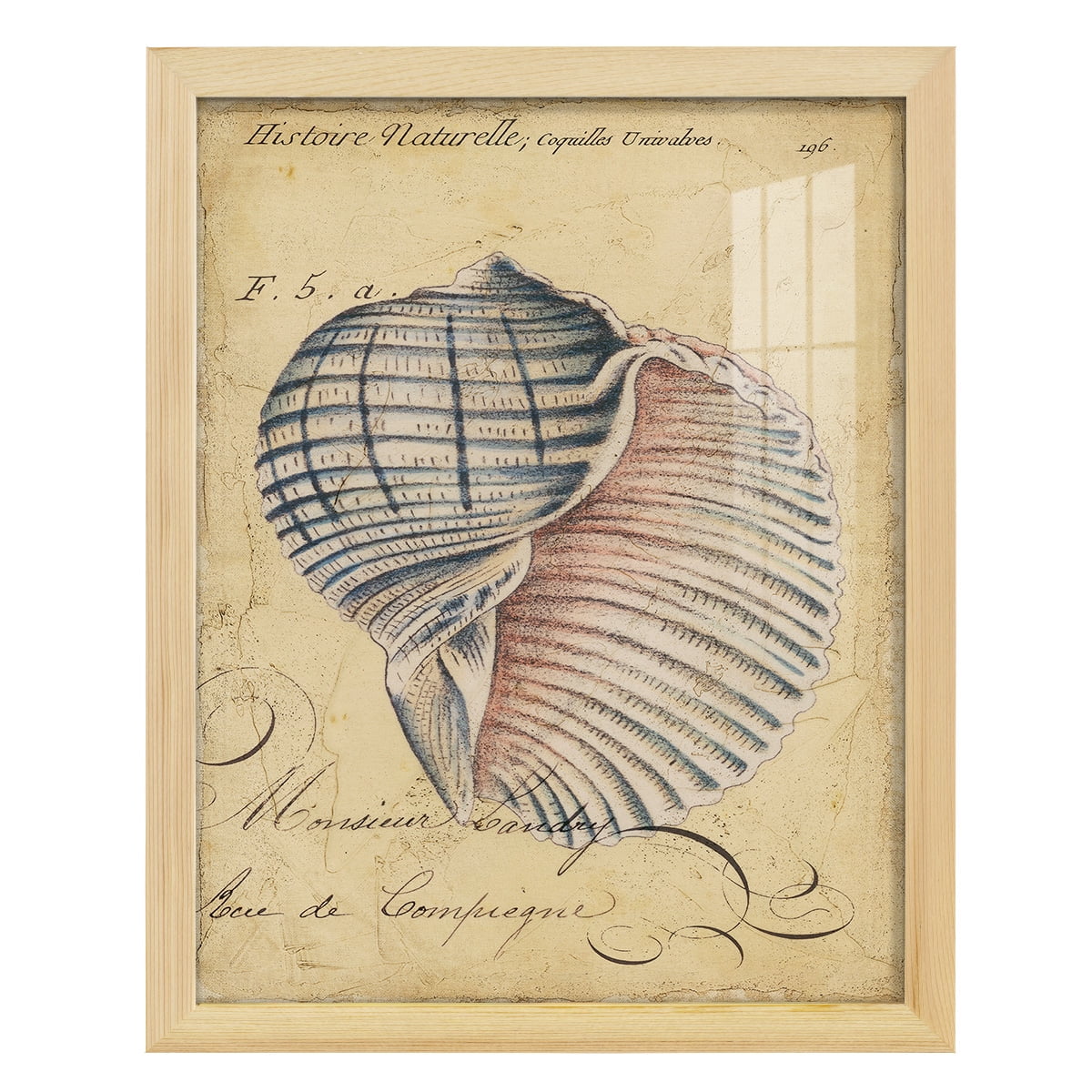 Seashell Ephemera V - Framed Print w/glass - Natural Wood
