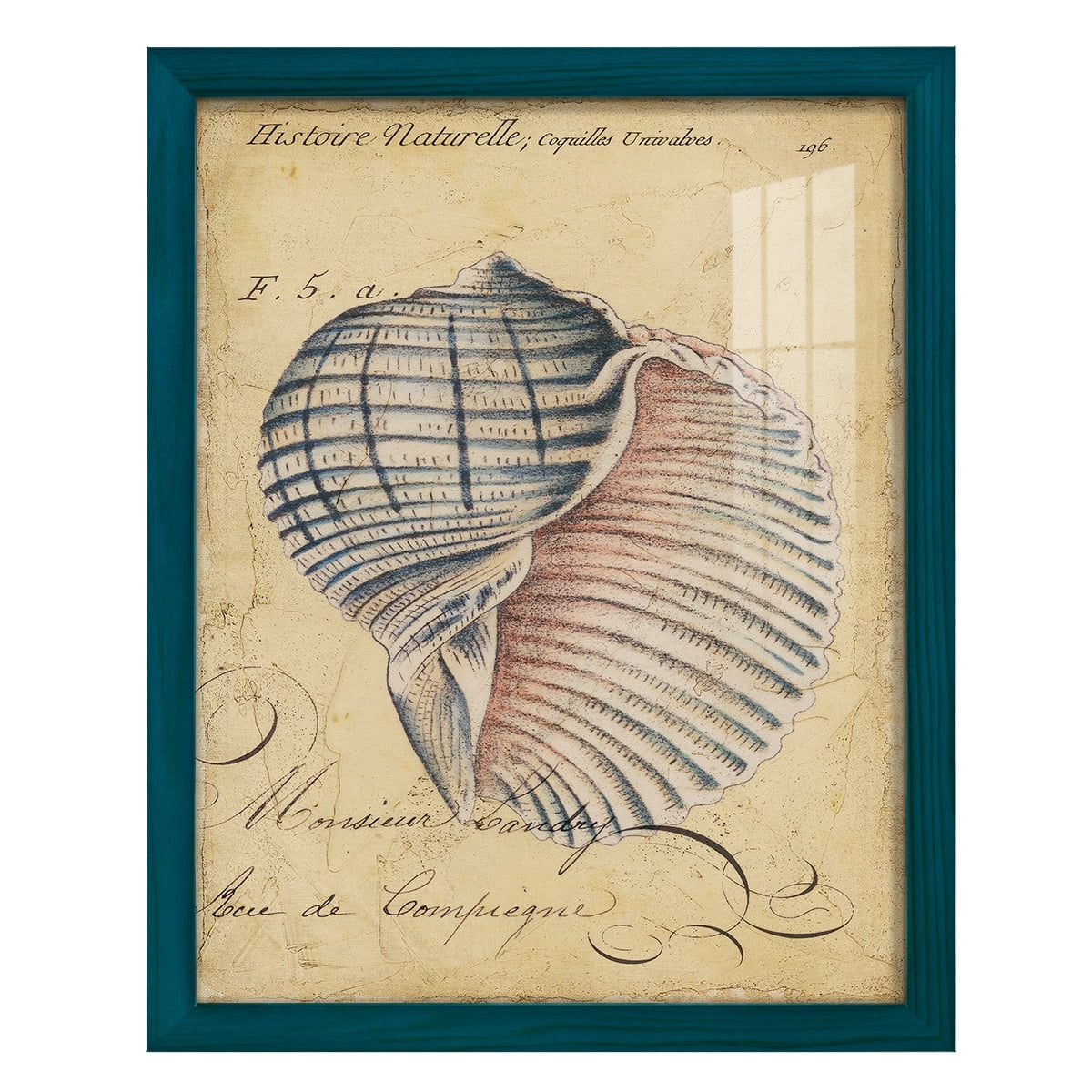 Seashell Ephemera V - Framed Print w/glass - Ocean Blue