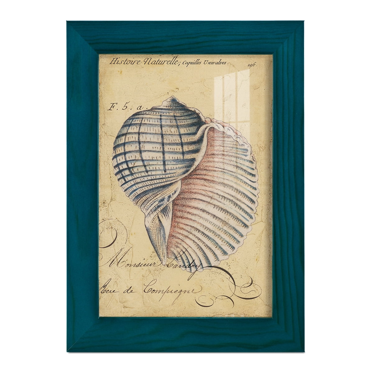 Seashell Ephemera V - Framed Print w/glass - Ocean Blue